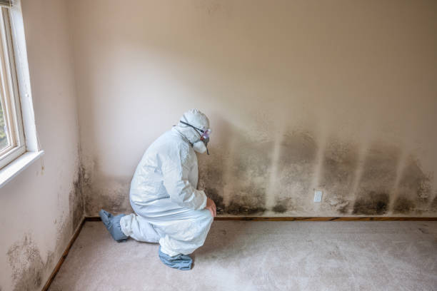 Trusted Point Venture, TX Mold Removal Experts